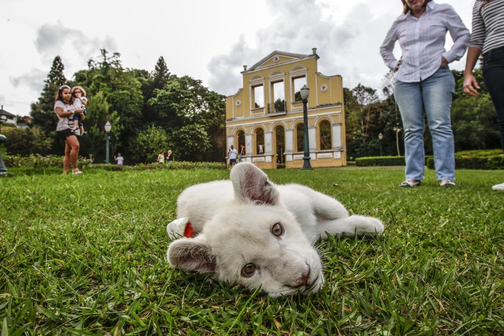 | Daniel Castellano/Gazeta do Povo
