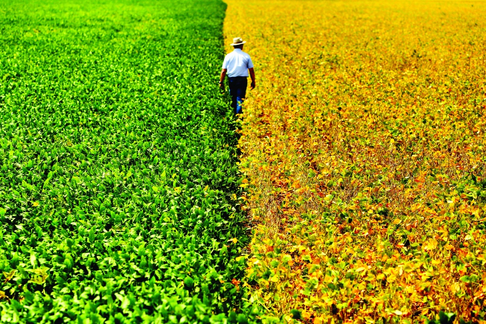 Safra 2015/16 irá exigir muito planejamento para que produtor não perca competitividade. |