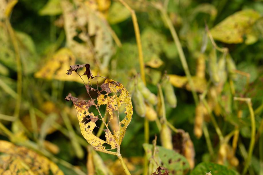 Pragas tiram produtividade das lavouras de soja do Brasil. | Daniel Castellano / Gazeta Do Povo