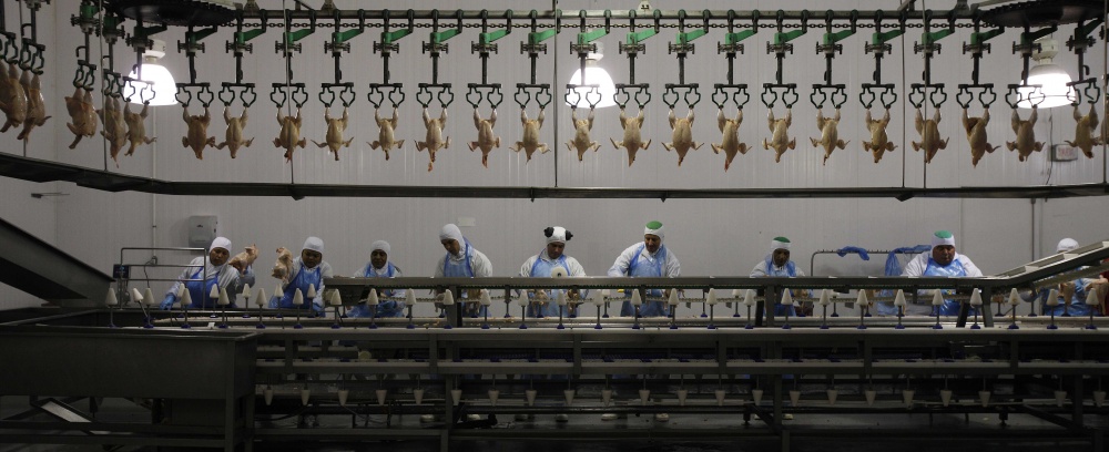 Com China e Paquistão, avicultura quer embarcar 3% a 4% mais carne em 2015. |