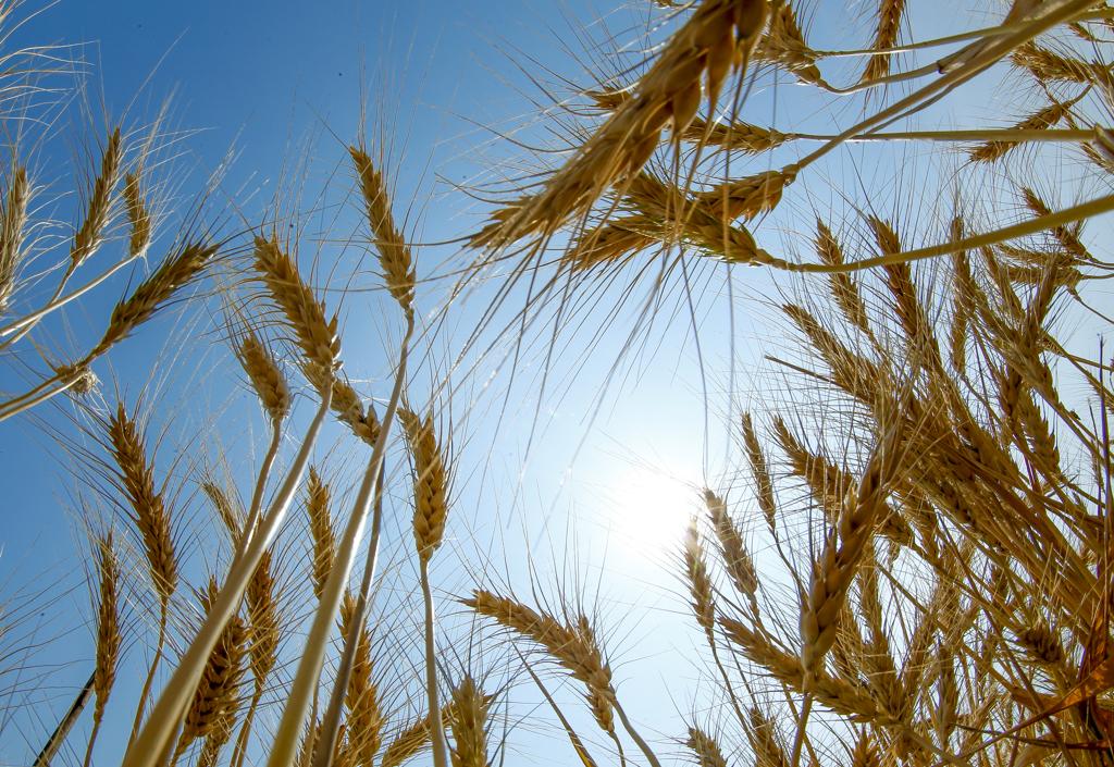 Paraná retomou posto de maior produtor de trigo do Brasil. | Hugo Harada/Gazeta do Povo