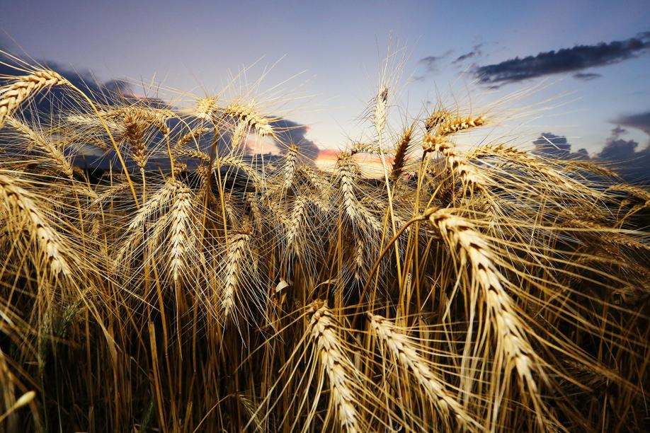 Produtores enfrentam baixa remuneração pelo trigo no campo. | Giuliano Gomes / Gazeta Do Povo