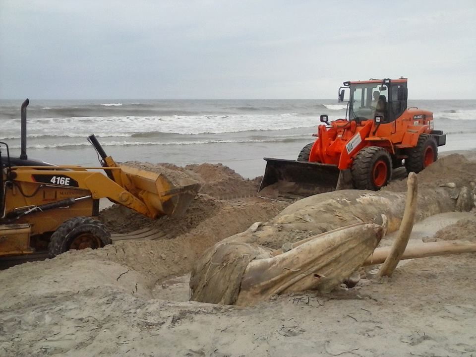 Baleia é enterrada na praia em Matinhos | Divulgação/Douglas Gerasom