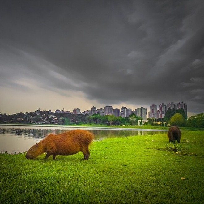 Parque Barigui e suas famosas capivaras no click que @eduardopalberti mandou #japragazeta . | 