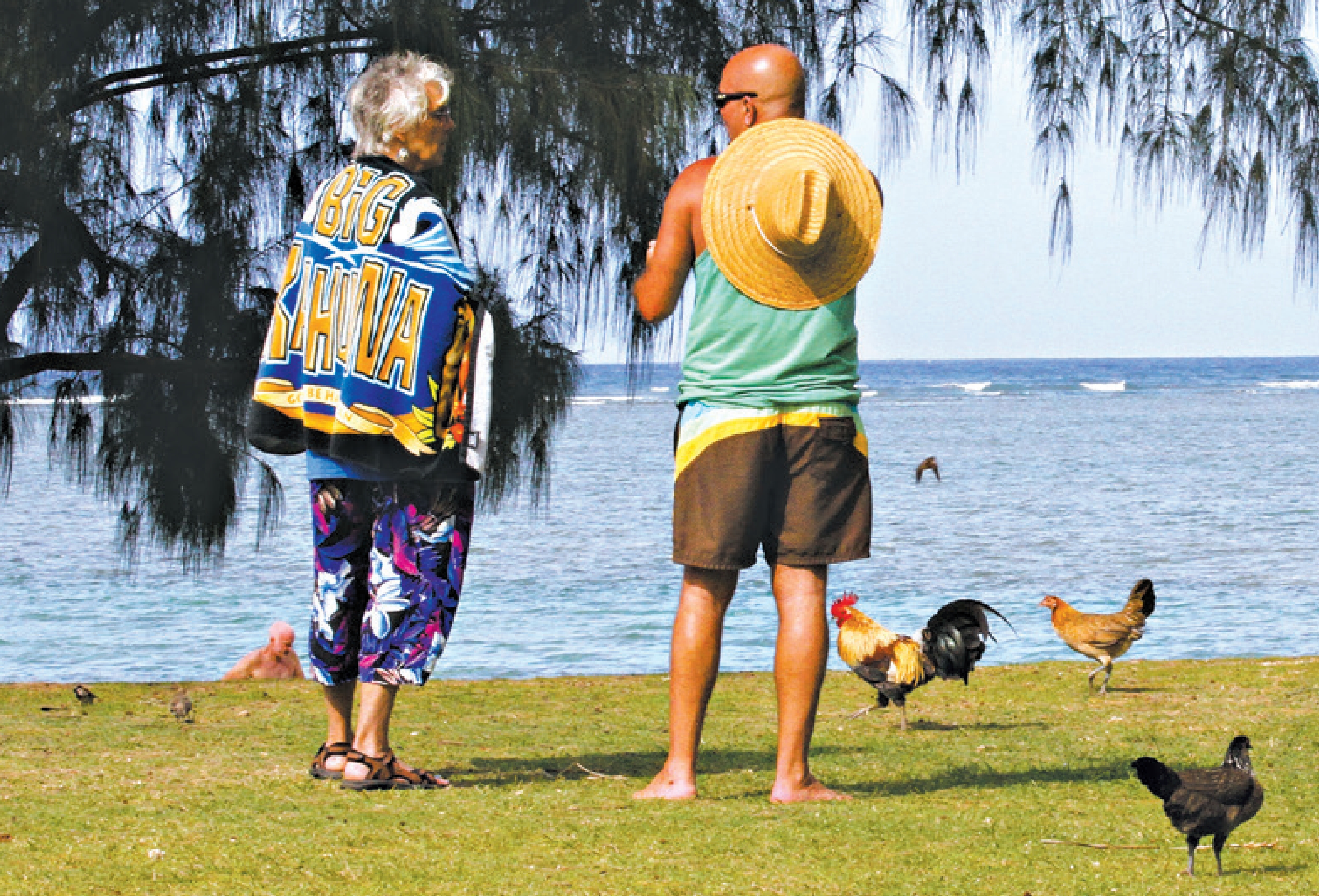 As galinhas de Kauai, no Havaí, têm corpo e crista pequenos, como as banquivas | Hob Osterlund /The New York Times
