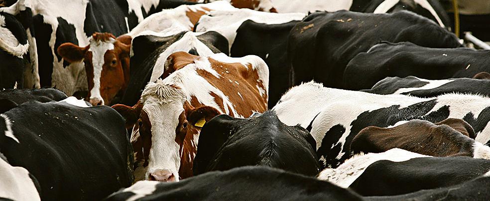 Gado holandês vermelho e branco ganha espaço pela rusticidade. | Josua© Teixeira / Gazeta Do Povo