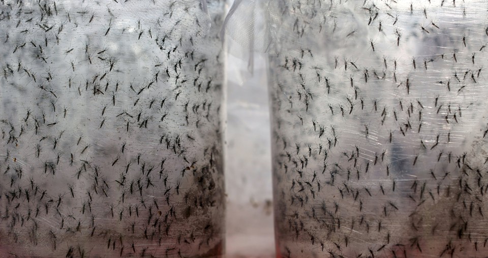 Todos os casos confirmados de dengue em Curitiba em 2015 foram importados. | PAULO WHITAKER/REUTERS