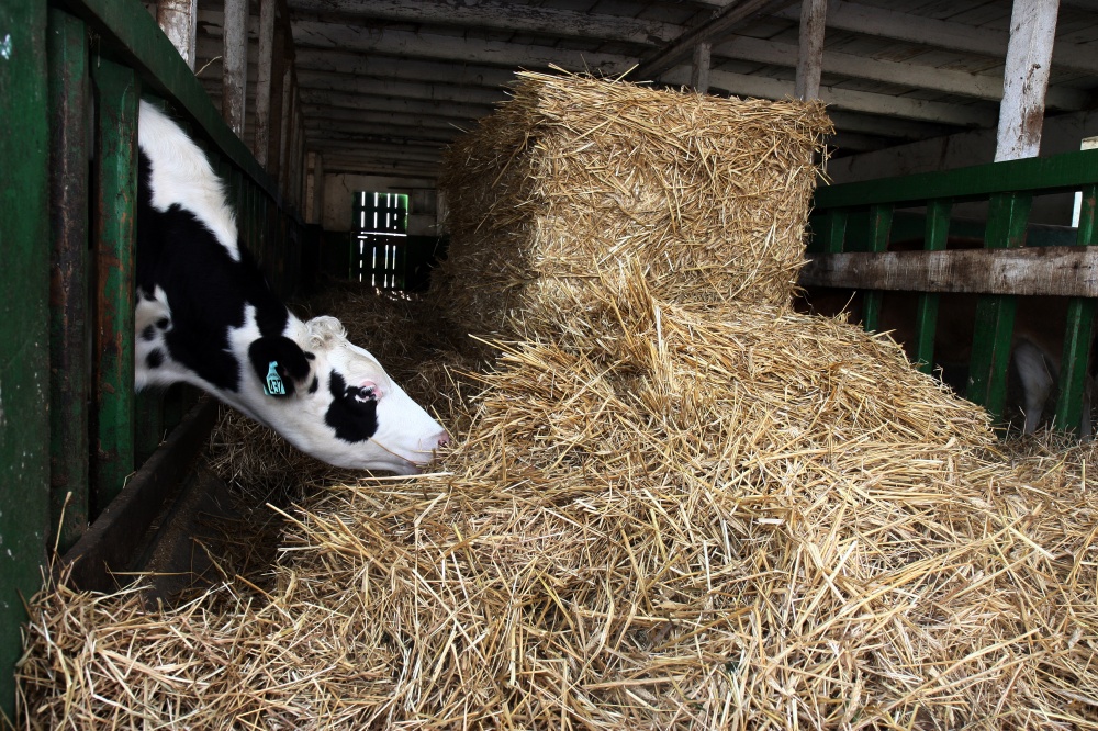 Pecuária ampliou produção em mais de 80% na última década no Paraná. | Foto: Henry Milleo/gazeta Do Povo