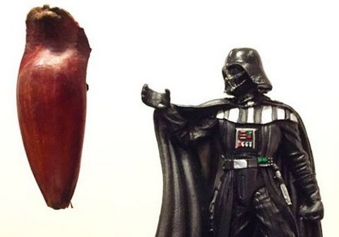 Cidade da Região Central do estado é a única paranaense que aparece na lista da Amazon como principal destino de itens nerds. | Cesar Augusto/Reprodução Internet