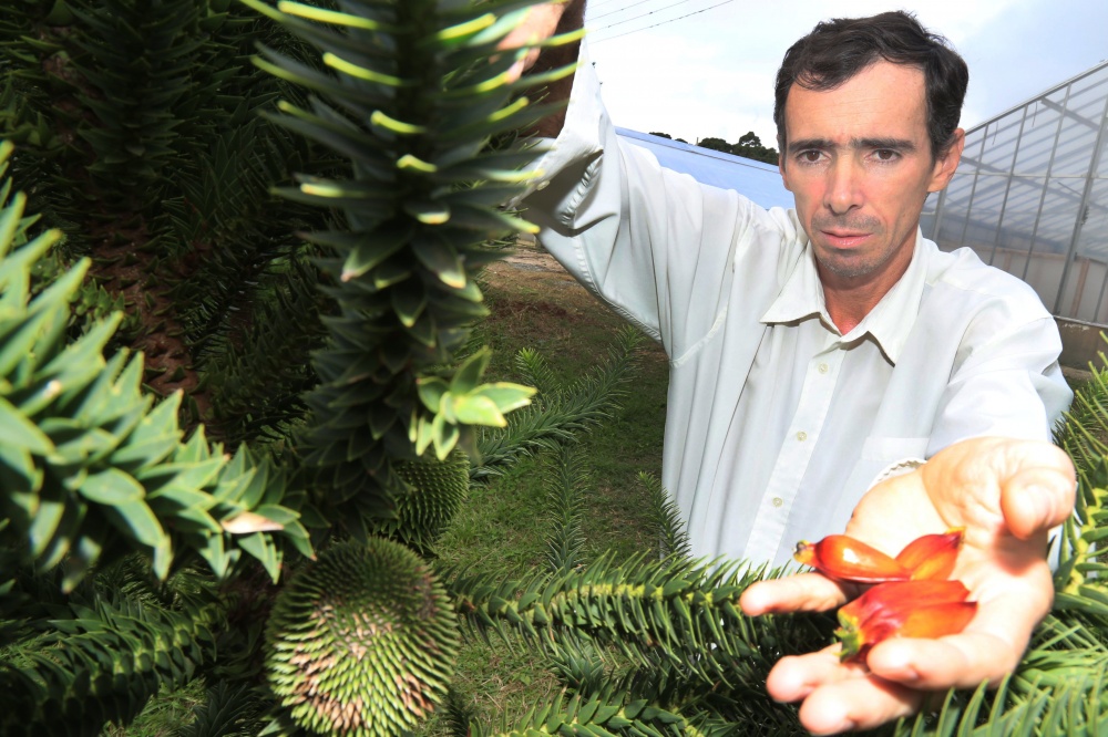 O pesquisador da Embrapa Ivar Wendling. Árvore símbolo do Paraná tem seu manejo e lucratividade detalhados em pesquisas científicas. | Fotos: Ivonaldo Alexandre/gazeta Do Povo