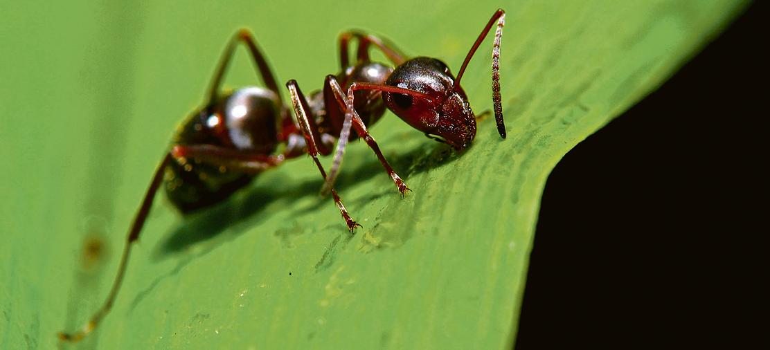 | Luke Elstad/Creative Commons