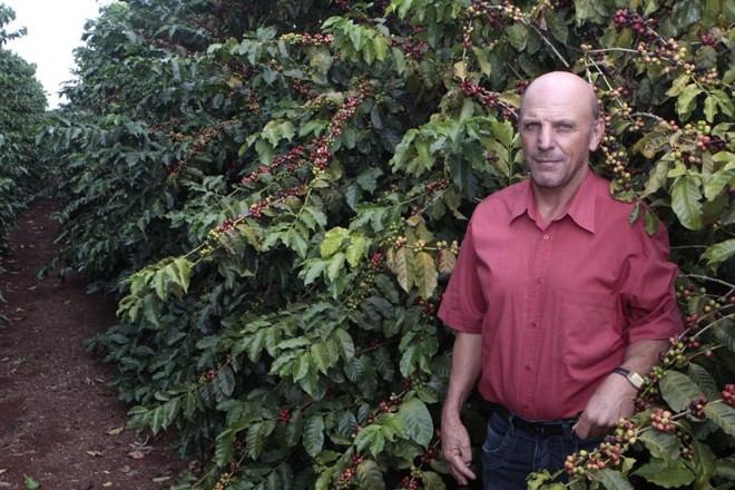 Rosseto: persistência após corte forçado de parte do cafezal. | 