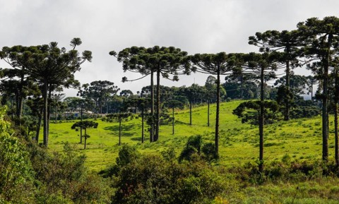 Ritmo de regeneração das araucárias é preocupante Tanto a araucária como a mata com araucária estão ameaçadas de extinção. | Daniel Castellano/Gazeta do Povo