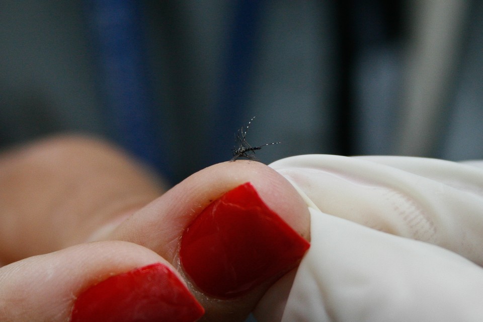 Ministério da Saúde avalia que o pico de transmissão de dengue no país já passou. | Betina Carcuchinski/PMPA