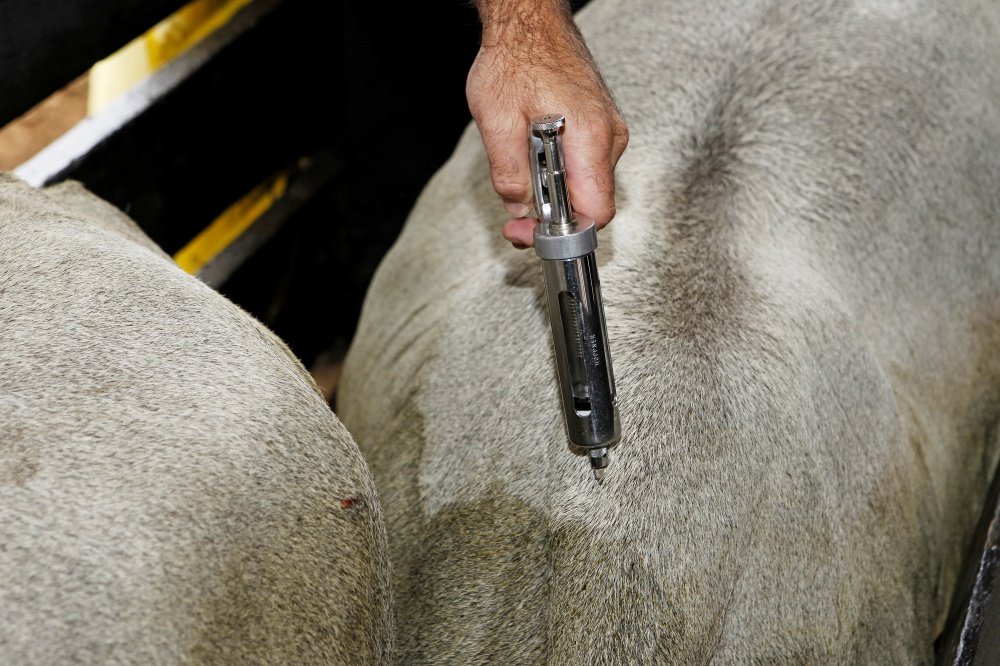 Sanidade vira obsessão para cadeias de bovinos, aves e suínos. | Antonio More / Gazeta Do Povo