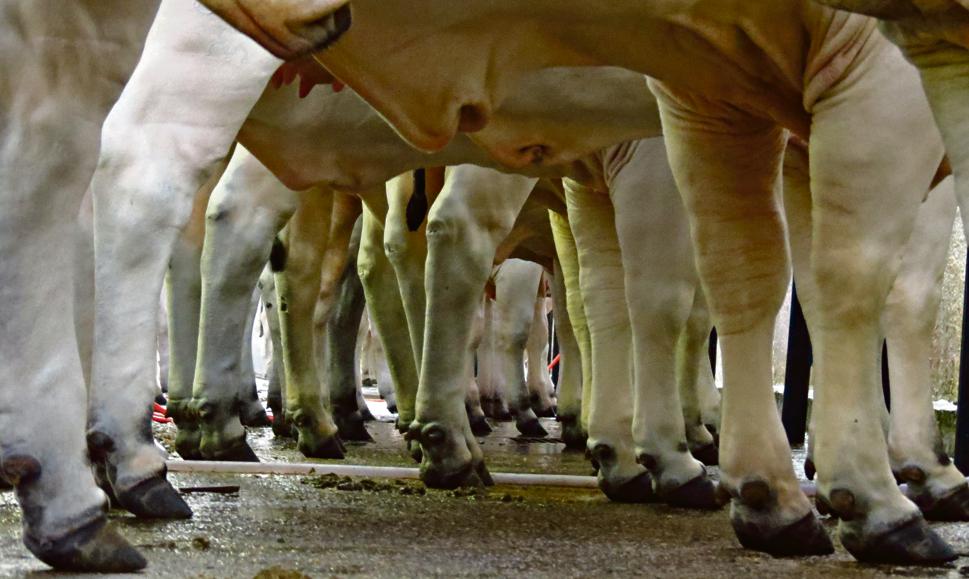 Animais da raça nelore expostos em Uberaba. Avanço genético promete elevar produção, mas expectativa do setor é exportar mais, o que limita oferta interna e eleva custo do churrasco. | 