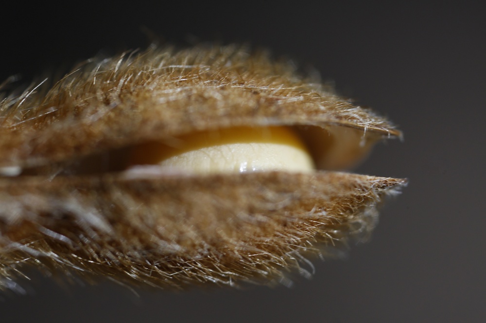 Safra mais volumosa de grãos, com mais de 90 milhões de toneladas de soja, é a melhor notícia da economia. | Foto: Jonathan Campos/gazeta Do Povo