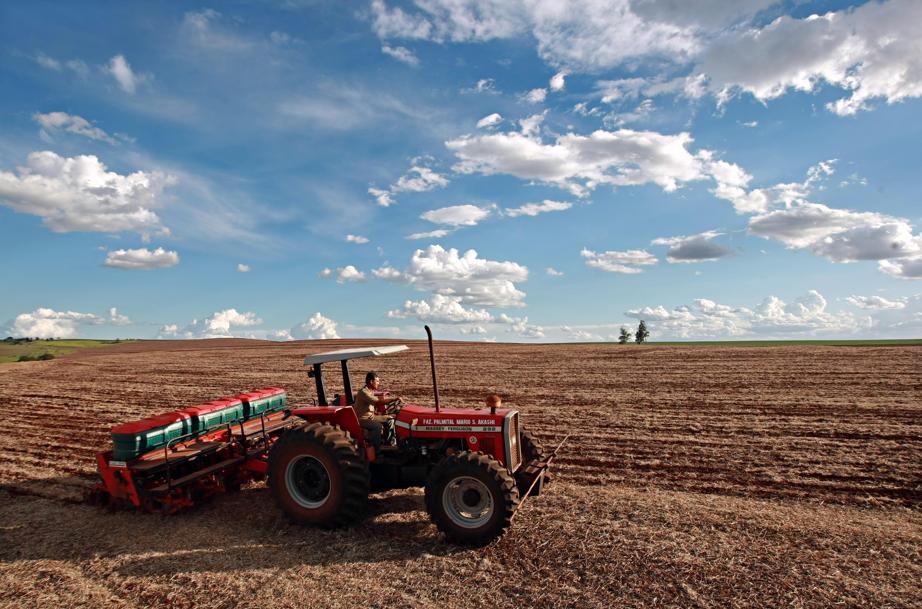 Plantio de trigo já chegou a 30% dos campos do Paraná, aponta Deral. | Albari Rosa / Gazeta Do Povo