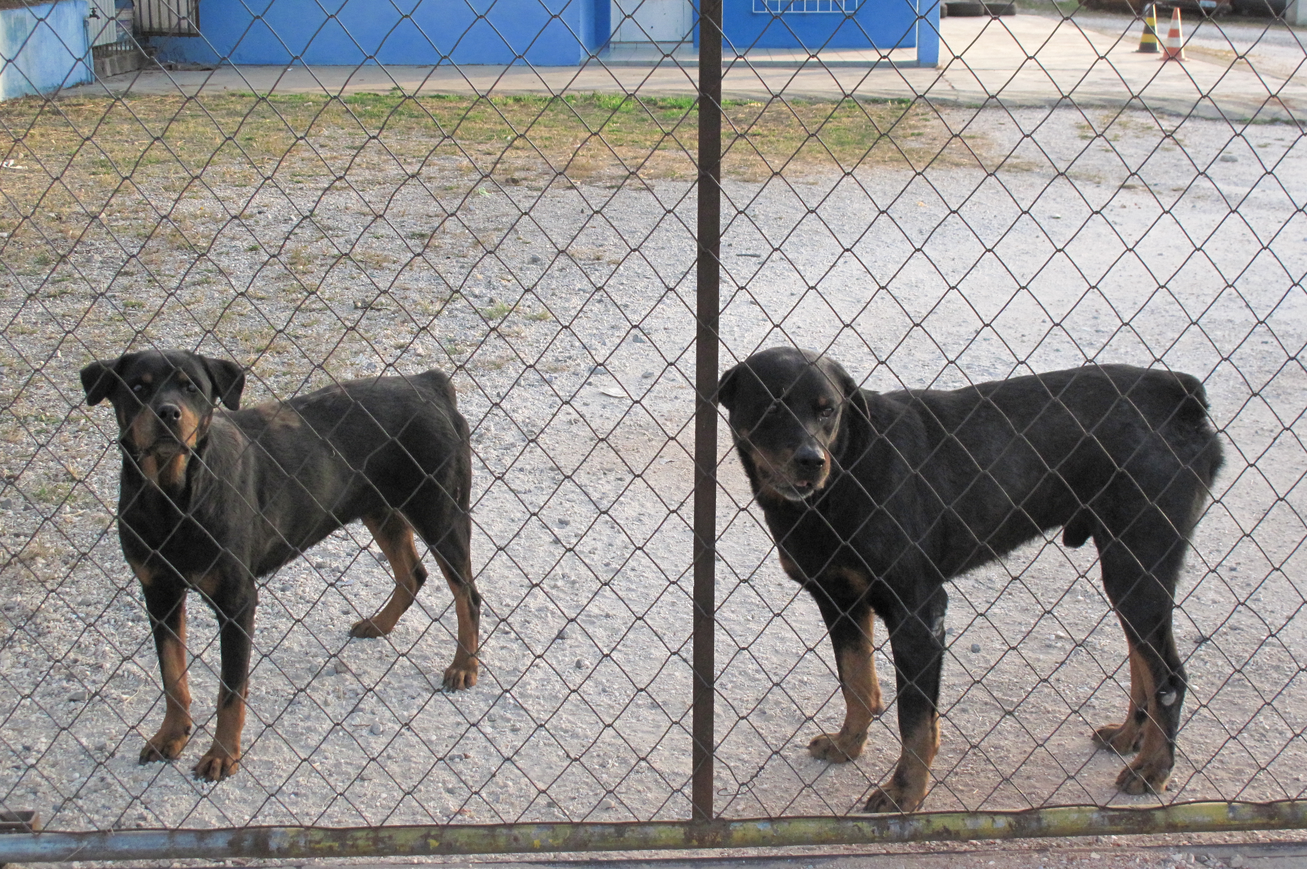 Sindicato alega que cães vigias não podem ser doados | Aniele Nascimento/Arquivo/Gazeta do Povo