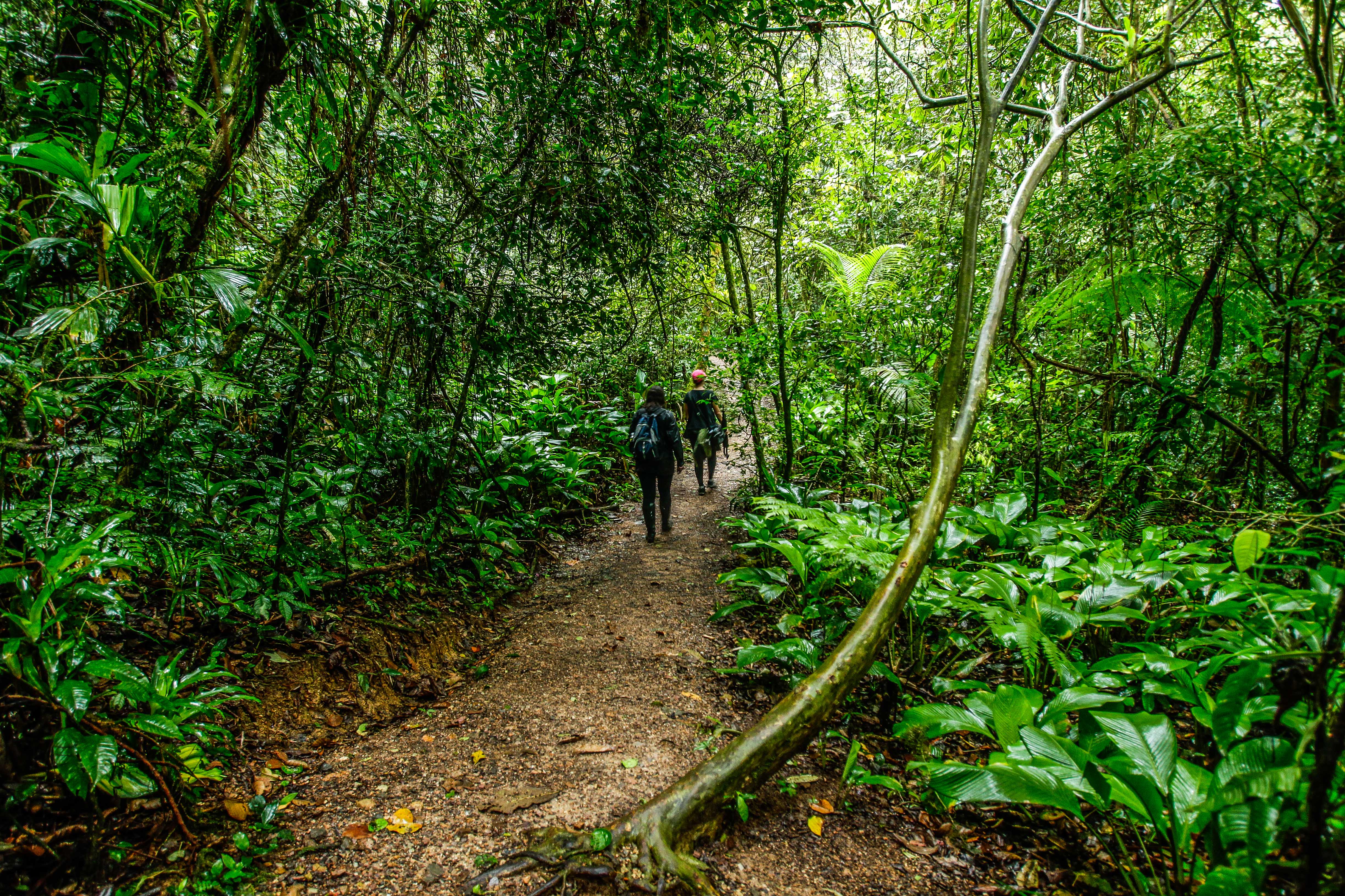 Área de Mata Atlântica preservada na reserva de Salto Morato, no Litoral do Paraná. No ano passado, 921 hectares desse tipo de floresta foram suprimidos no estado | Daniel Castellano/Gazeta do Povo