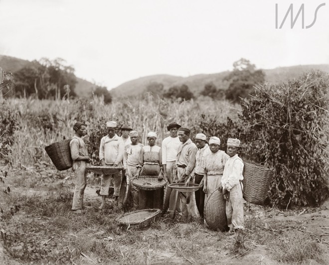 Escravos na colheita de café.1882. Vale do Paraíba ,no Rio de Janeiro | Marc Ferrez./Acervo Brasiliana Fotográfica