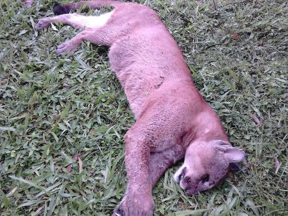 A onça chegou a ser socorrida, mas não resistiu aos ferimentos | Polícia Ambiental/Divulgação