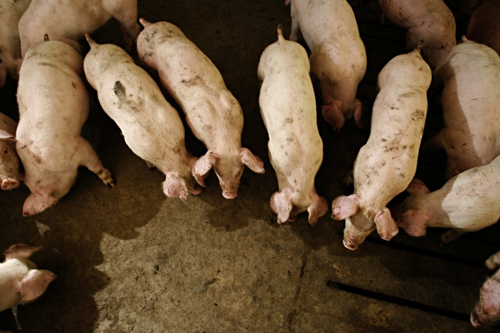 Pedido de elevação de status sanitário do Paraná só deve ser avaliado daqui a um ano.