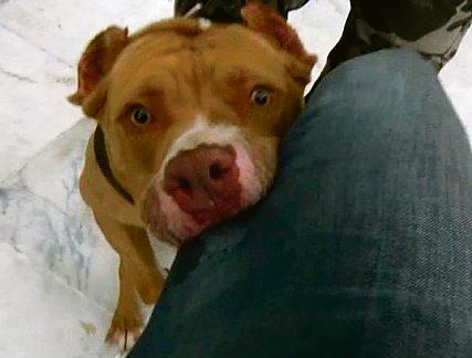 Cachorro da PM morde cinegrafista: em SP, cães foram banidos. | Reprodução / TV Bandeirantes