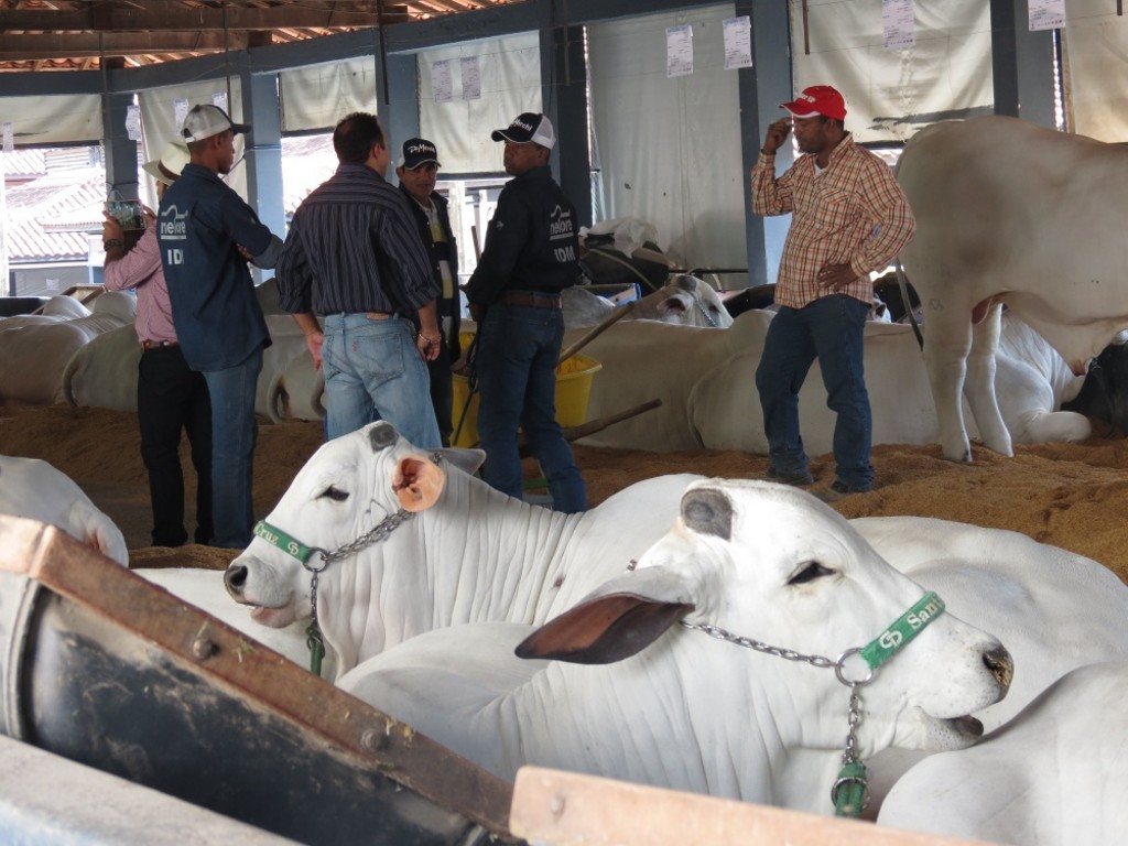 Programa dispensa visitas a exposições e leilões. Animais oferecidos na web precisam atender a critérios mínimos.