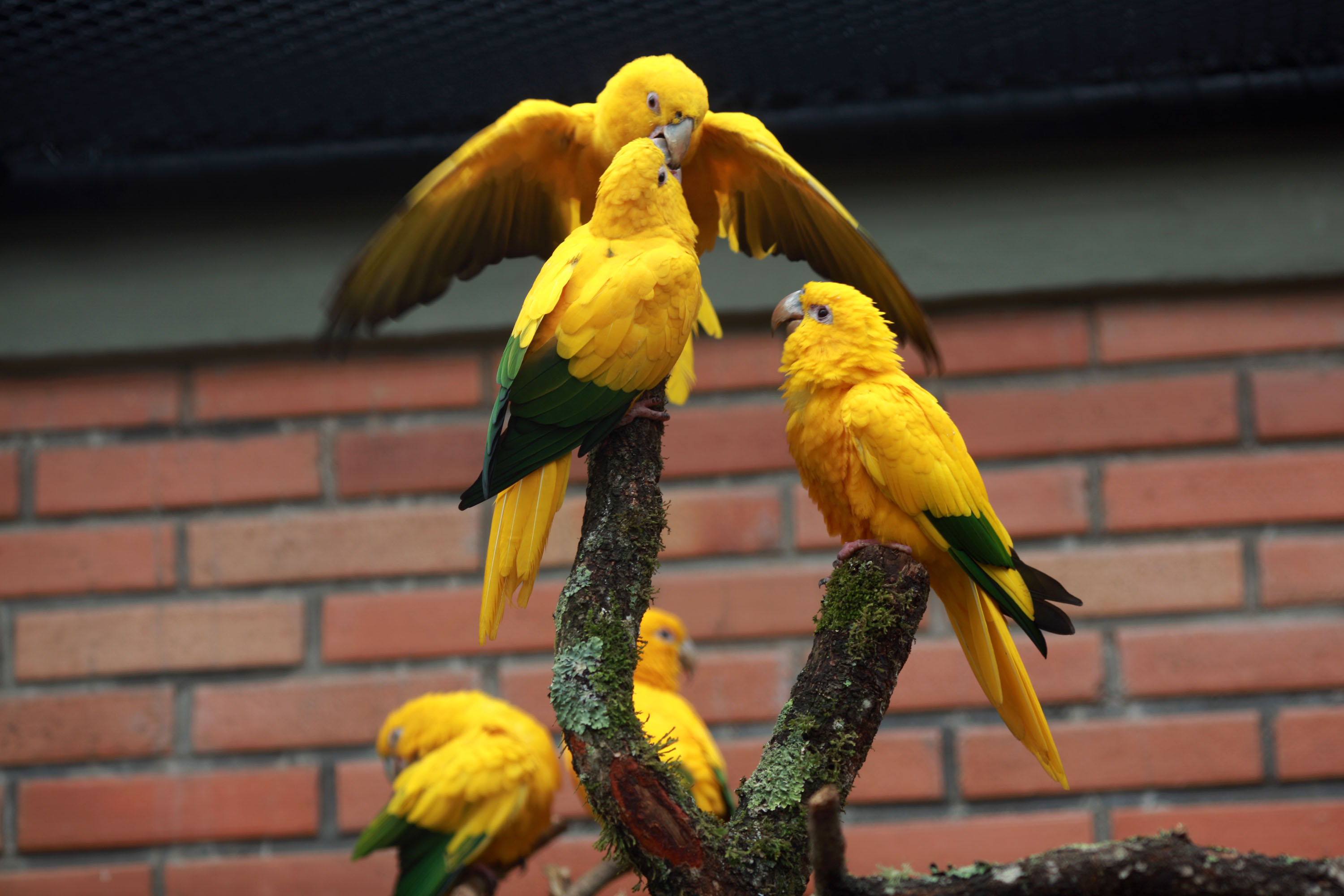 As três ararajubas roubadas do zoo de Curitiba foram recuperadas. | Maurilio Cheli/SMCS