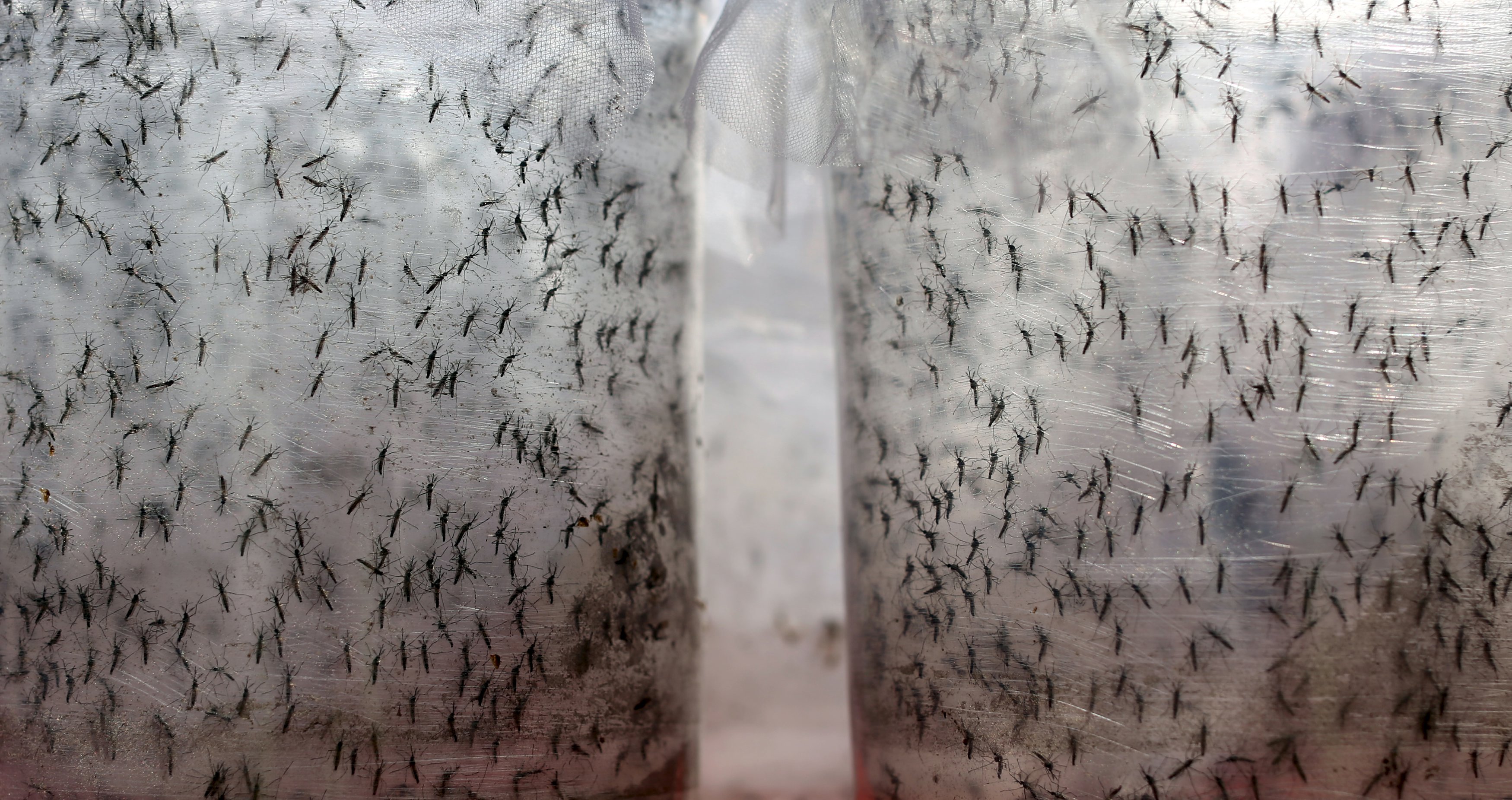 Mosquitos Aedes aegypti são transmissores dos vírus de doenças como dengue, chikungunya e febre amarela. | PAULO WHITAKER/REUTERS