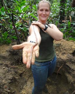 | Divulgação / SPVS