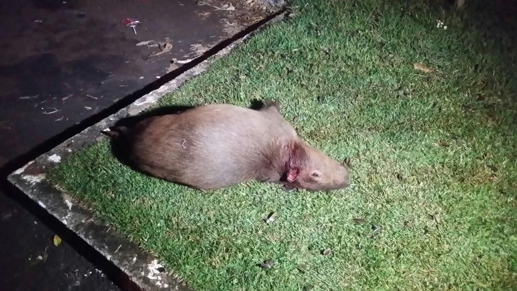 Animal silvestre abatido foi encontrado em Cascavel | Divulgação/Polícia Rodoviária Federal