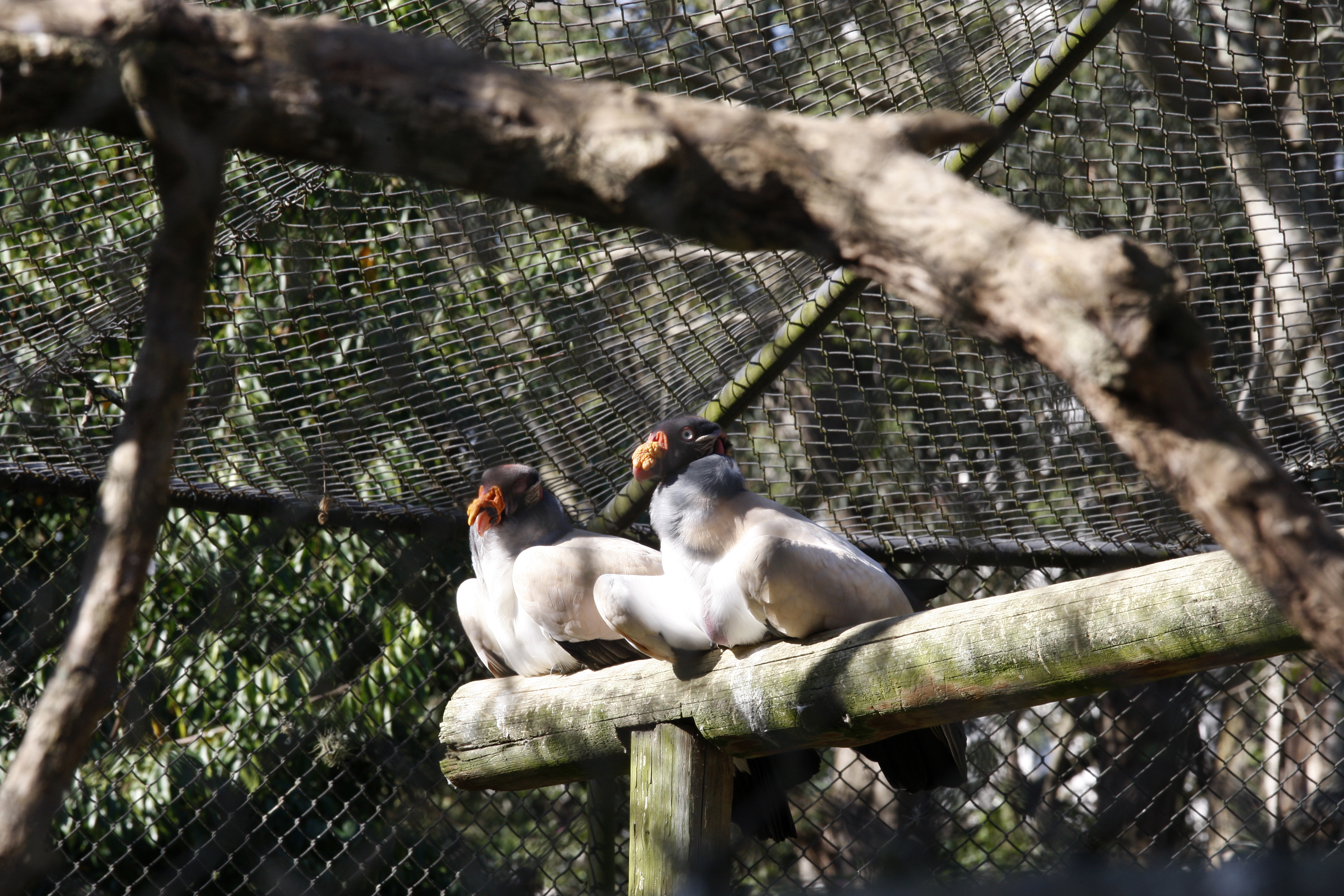 Aves do Passeio Público devem ser recolhidas nos dias mais frios. | Aniele Nascimento/Gazeta do Povo
