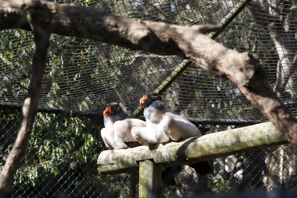 Aves do Passeio Público devem ser recolhidas nos dias mais frios. | Aniele Nascimento/Gazeta do Povo