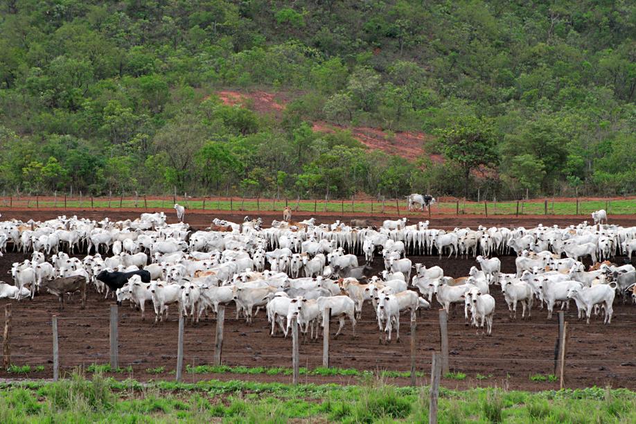 Gado brasileiro já estava apto para exportação aos Estados Unidos. | Christian Rizzi / Gazeta Do Povo