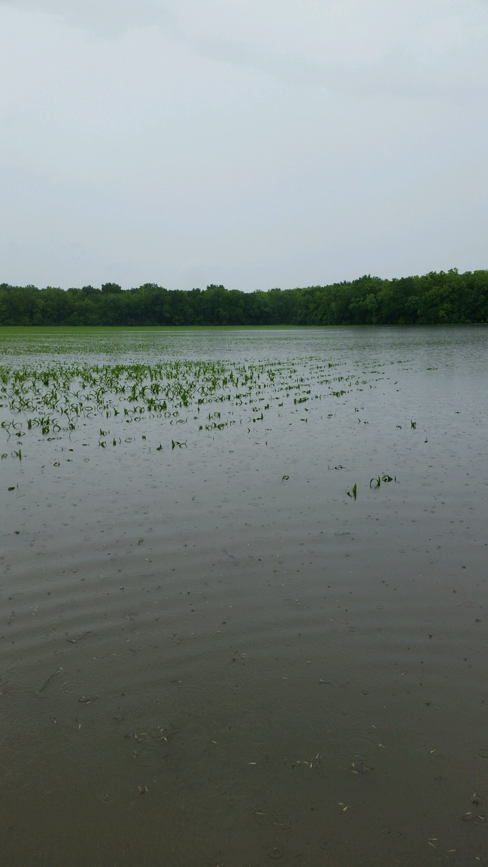 | Divulgaa§a£o/agriculture.com