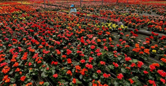 Campos floridos de Holambra sediam evento nacional. | 