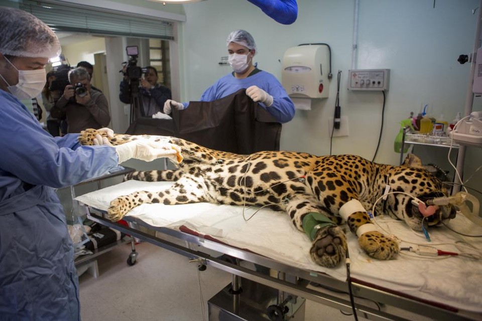 Onça Angelina receberá células-tronco para acelerar recuperação de cirurgia Angelina durante procedimento em clínica de Curitiba | Henry Milleo/Gazeta do Povo