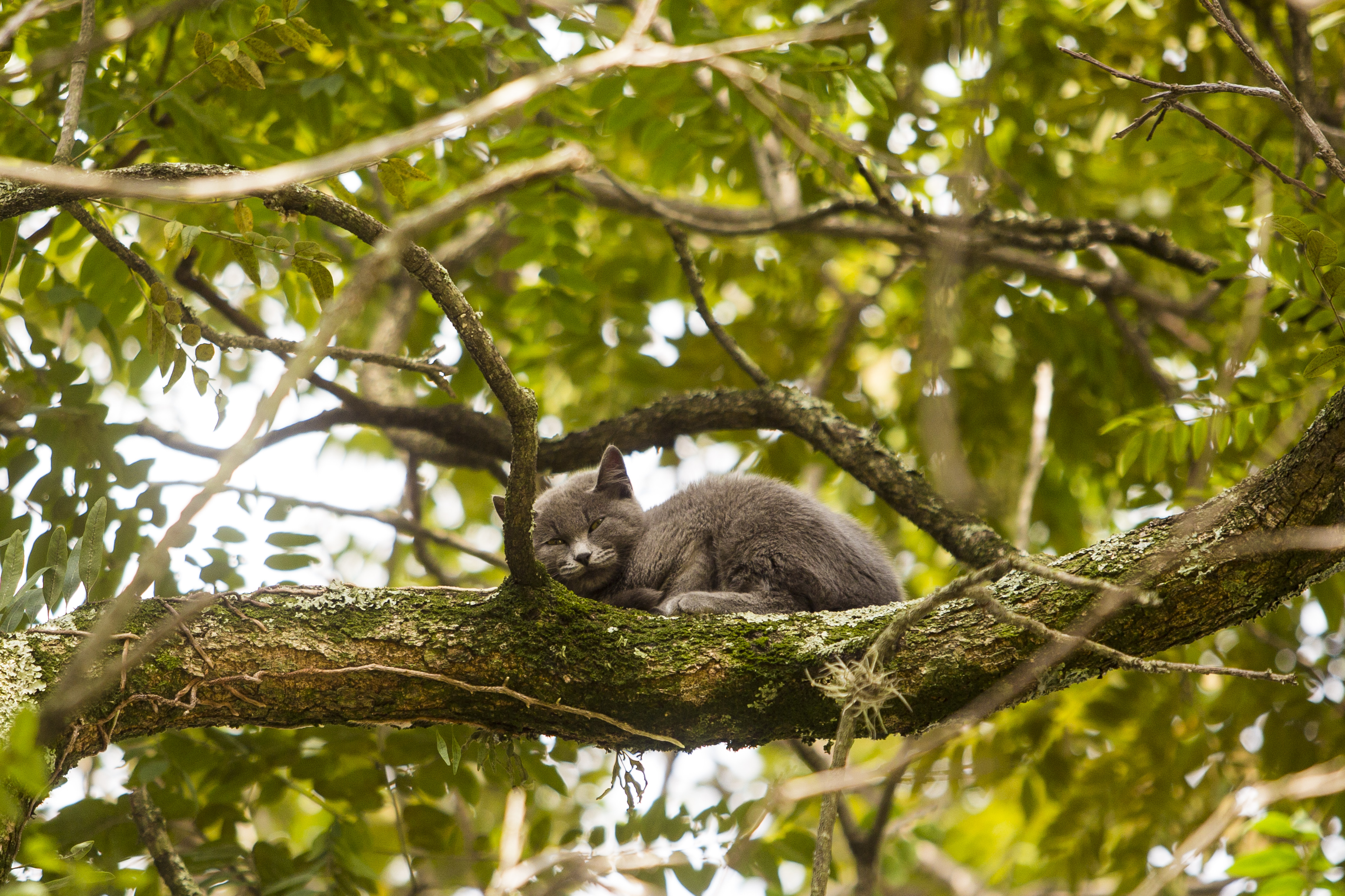 Dica é sair de perto para que animal desça sozinho. | Brunno Covello/Gazeta do Povo