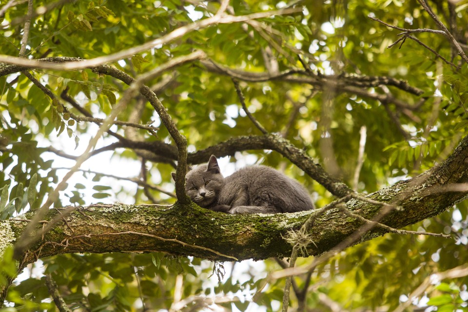 Dica é sair de perto para que animal desça sozinho. | Brunno Covello/Gazeta do Povo