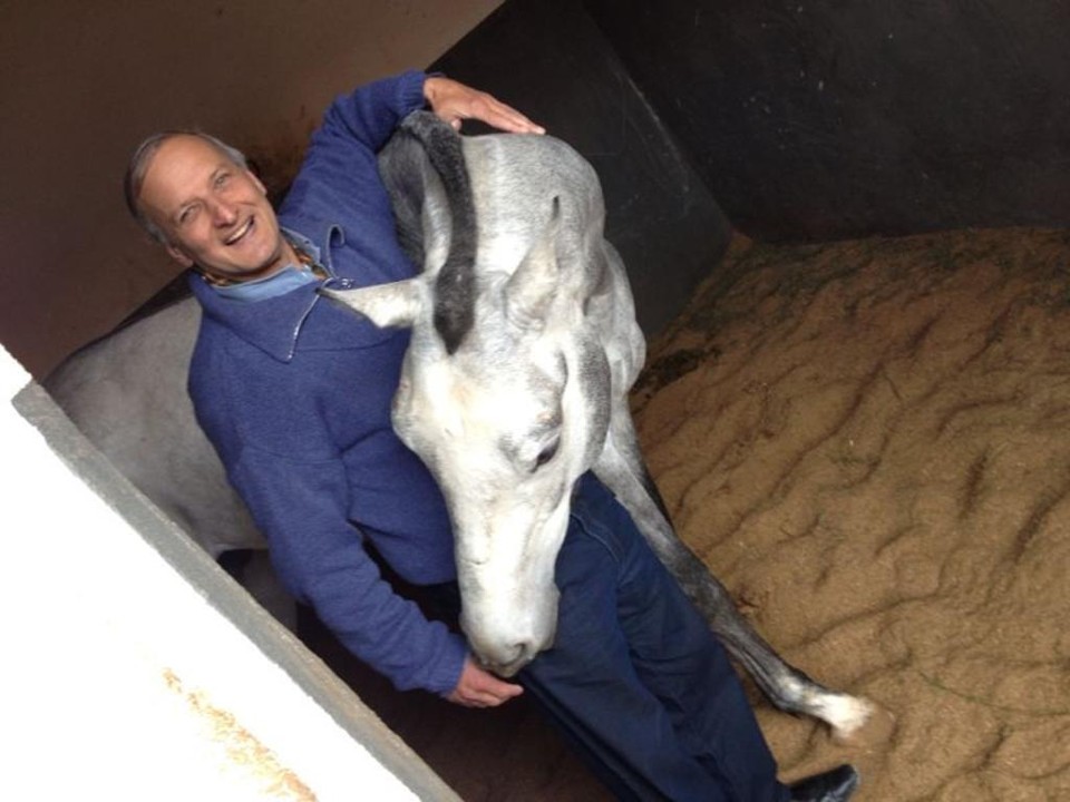 James Scholl Romanó: o veterinário que registrava o DNA da raça puro-sangue no PR e SC | Arquivo da família