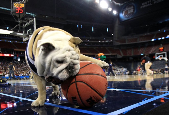 Mais um buldogue inglês dos esportes americanos: Blue, mascote do Butler Bulldogs, time de basquete universitário. A linhagem de Blues é mais recente. Começou em 2000 e está no terceiro animal. Na foto Blue II, que ganhou fama nos EUA com a inesperada chegada dos Bulldogs entre os quatro melhores do basquete universitário em 2010 e 2011. | Streeter Lecka/Getty Images