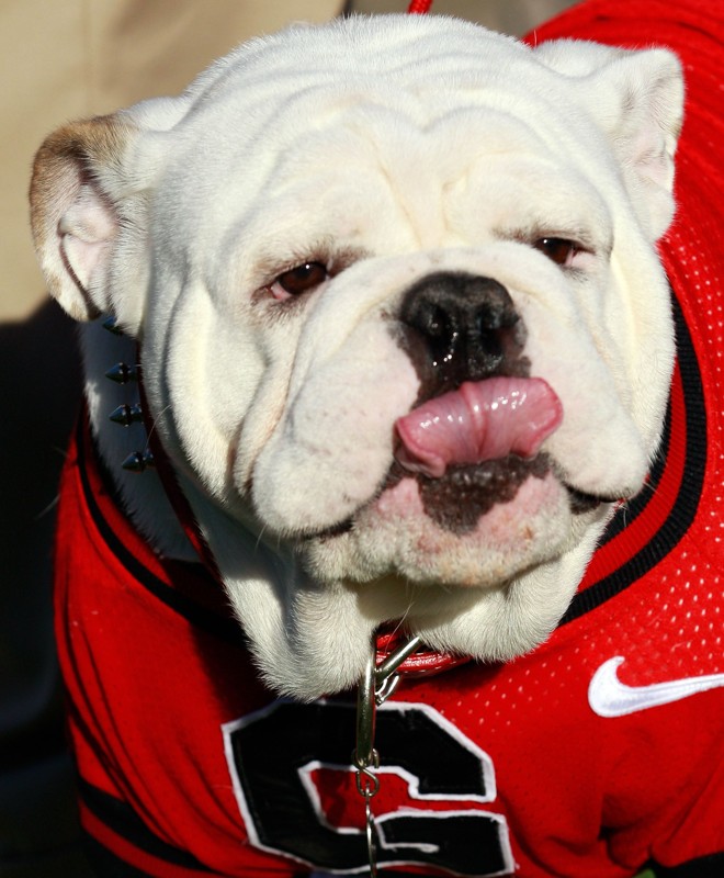 O Georgia Bulldogs, outro time do futebol americano universitário, escolheu como mascote um... buldogue. Uma história que começou em 1956, quando um cachorro de nome Uga acompanhou o time no título do Rose Bowl. O time já está no seu nono Uga. | Sam Greenwood/Getty Images