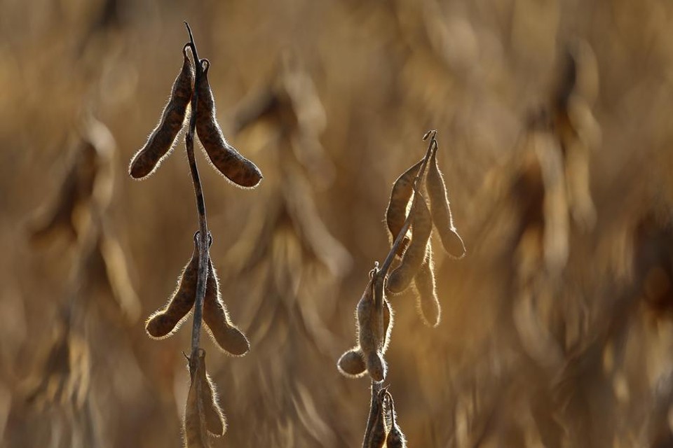 Praga subterrânea, nematoides pautam evento nacional em Londrina Nematoides podem gerar perdas de 10% na produtividade da soja se o manejo não for adequado. | Jonathan Campos / Gazeta Do Povo