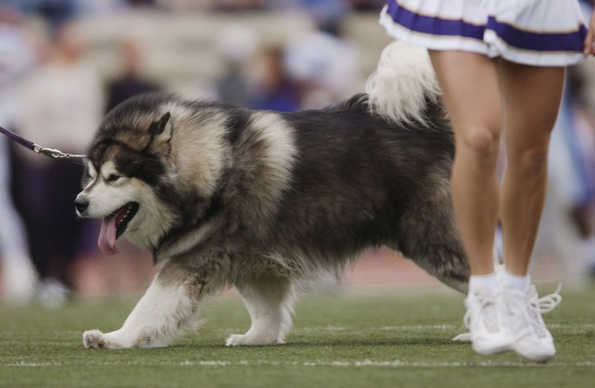 O Washington Huskies partiu para o óbvio e escolheu um huskiy para seu mascote. Dubs costuma aparecer nas partidas de futebol americano, enquanto competições indoor (basquete, por exemplo) costumam ser atendidas por Harry the Hysky – uma pessoa fantasiada de huskie. | Otto Greule Jr/Getty Images