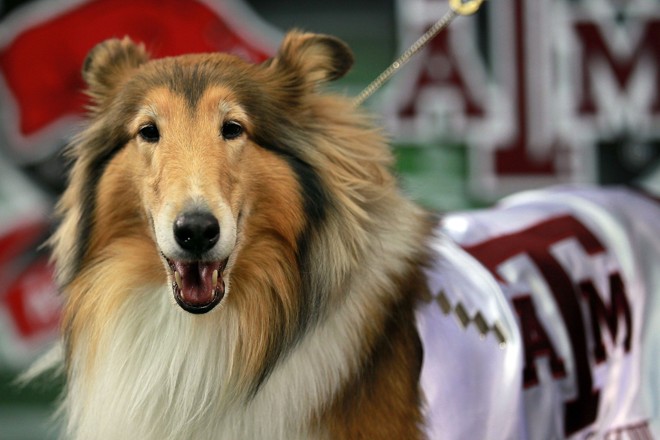 O Texas A&M Aggies, do futebol americano universitário, tem o mesmo mascote desde 1931, o collie Reveille. Obviamente, não o mesmo. O Reveille original morreu em 1939 e, atualmente, está no seu oitavo sucessor. Na foto está Kelly, a Reveille VIII, que foi a mascote oficial da equipe entre 2008 e setembro de 2014. | Ronaldo Martinez/Getty Images