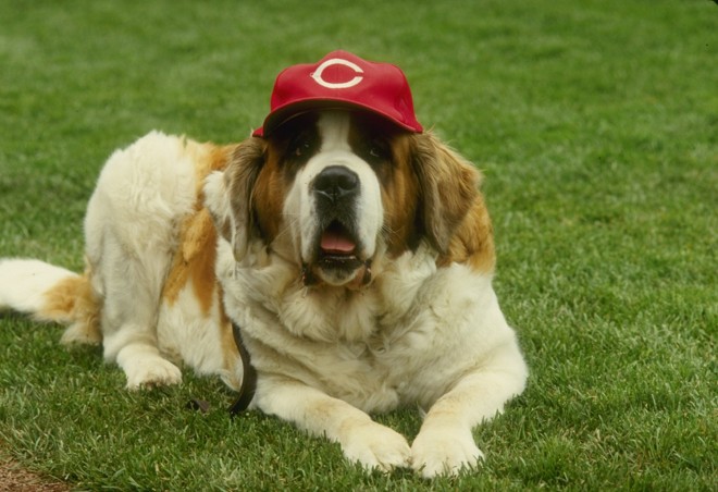 A são bernardo Schottzie virou mascote do Cincinnati Reds graças à sua dona. Marge Schott (sim, o nome da cachorra deriva do nome da dona) foi a primeira mulher a comprar um time de beisebol. E, em 1990, foi a primeira a comandar um time campeão da World Series. Foi a última temporada presenciada por Schottzie, que foi sacrificada em 1991. Marge vendeu os Reds em 1999, após chegar a ser suspensa da liga por apologia ao nazismo. | Allsport/Getty Images