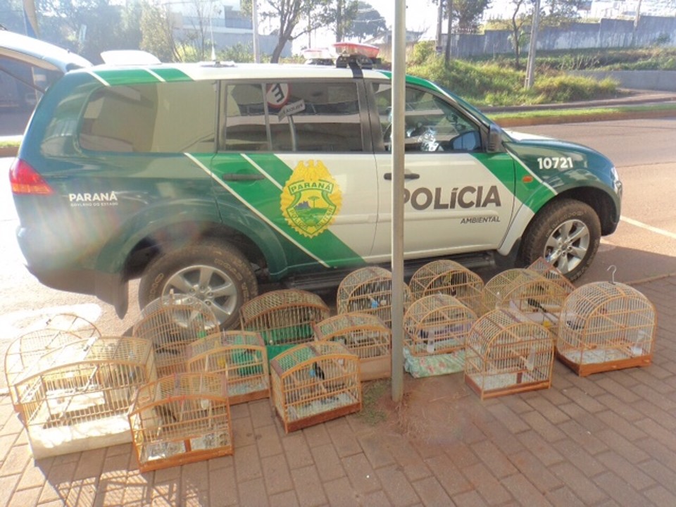 Dezessete pássaros silvestres foram apreendidos em ação da Polícia Ambiental neste feriado. | BPMA/Divulgação