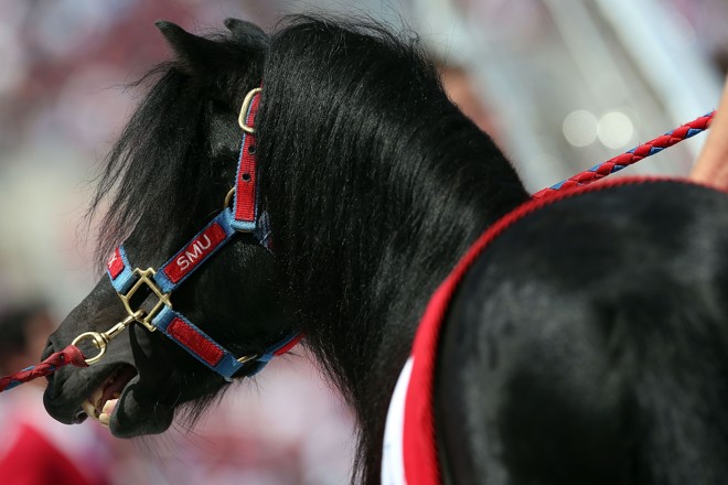 O Southern Methodist Mustangs, time do futebol americano universitário, tem um cavalo como mascote. Peruna está em sua nona versão. Nos jogos dentro de casa, o animal fica parado na endzone para a qual os Mustangs atacam. Quando o time consegue um tochdown, Peruna atravessa o campo trotando até a outro endzone. | Ronald Martinez/Getty Images